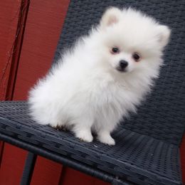Pomeranians and Poodles from Twice The Love Puppies
