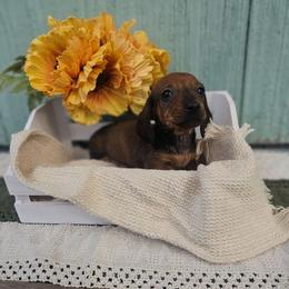 Willie 2800 - Red male Dachshund puppy in Anaconda, Montana from Montana Country Dachshunds