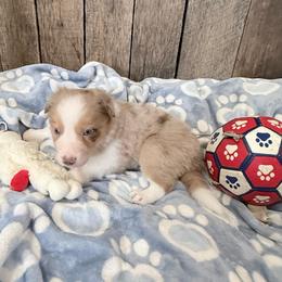Charlie - Gold merle male Border Collie puppy in Guffey, Colorado from Sunset Ridge