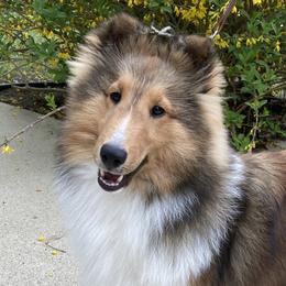 Rika - Shetland Sheepdog