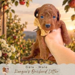 Gala - Red  male Goldendoodle puppy in Norcross, Georgia from Teddy Puppies