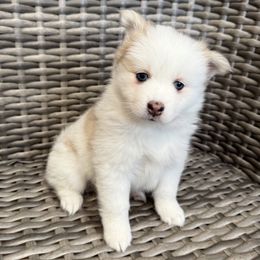 Truffle - Merle female Pomsky puppy in Hudson, New Hampshire from Granite State Pomskies