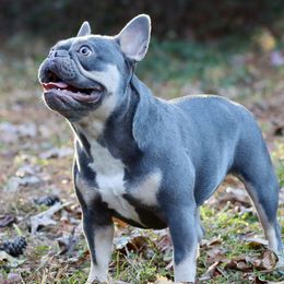 Izzy - French Bulldog