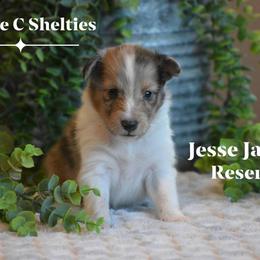 Jesse James - Sable merle and white male Shetland Sheepdog puppy in Gladbrook, Iowa from T Triple C Shelties