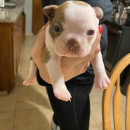 Boston Terrier Puppies from Boston Terriers