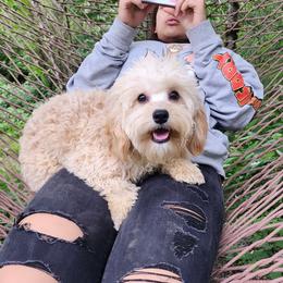 Sabrina - Cavapoo