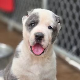 Diego - Gray male Central Asian Shepherd Dog puppy in Bella Vista, Arkansas from NWA Cane Corsos