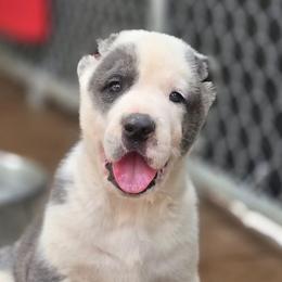 Diego - Gray male Central Asian Shepherd Dog puppy in Bella Vista, Arkansas from NWA Cane Corsos
