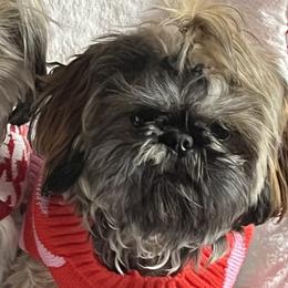 Luna - Shih Tzu