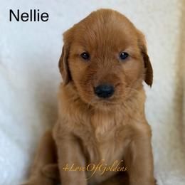 Nellie - Dark golden female Golden Retriever puppy in La Verne, California from 4LoveofGoldens