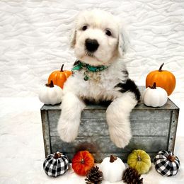 Old English Sheepdog Puppies from Heavinly Blessings Farm Pups - Old English Sheepdog Puppies