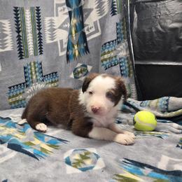 Loki - Red male Border Collie puppy in Gary, Indiana from Lake Ridge Border Collies