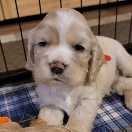 Cocker Spaniel Puppies from Kellie's Cocker Spaniels