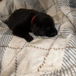 Truffles - Sable female German Shepherd puppy in Ashland, Alabama from CzechDDR