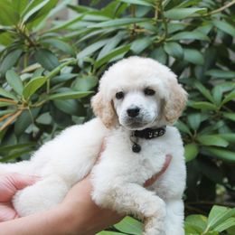 Poodle Puppies from Mount Zion Kennels
