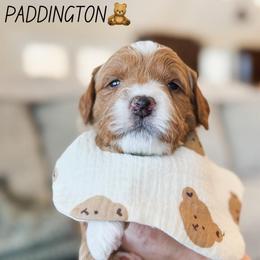 Paddington - Red  male Goldendoodle puppy in New Harmony, Indiana from Cottonwood Farms