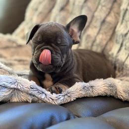 Dusty - Tricolors male French Bulldog puppy in Hardy, Arkansas from Caring Hearts Kennel
