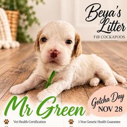 Mr Green - Buff and white male Cockapoo puppy in Tampa, Florida from Mary Puppins