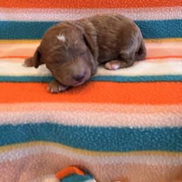 Andrew - Red  male Goldendoodle puppy in Bucyrus, Missouri from Hill Top Pomskies