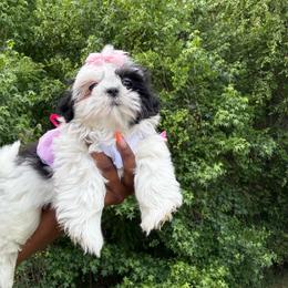 Sophia - Black and white female Shih Tzu puppy in Garner, North Carolina from House of Paws Heritage Nursery