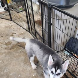 Siberian Husky Puppies from Spirit of the Moon Siberians