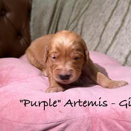 Artemis - Dark golden female Golden Retriever puppy in Weston, Missouri from Love is Golden