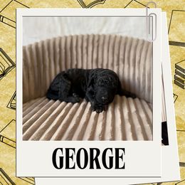 George - Black male Labradoodle puppy in Kingman, Arizona from The Dood Ranch