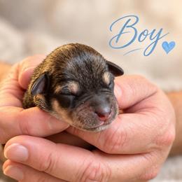 Winston - Salt and pepper male Miniature Schnauzer puppy in Hull, Georgia from Ardent Miniature Schnauzers of Athens