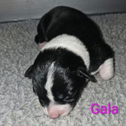 Gala - Black and white female Border Collie puppy in Gaffney, South Carolina from On the Lamb