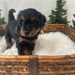 Tiger Lily - Black female Bordoodle puppy in Valley Center, California from Circle R Valley Bordoodls