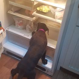 American Staffordshire Terrier and Great Dane Puppies from Unity Great Danes & Staffs