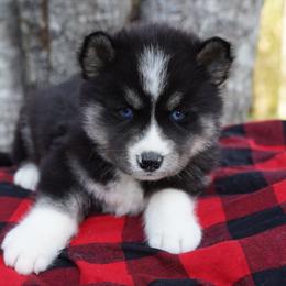 Denizen - Black and white male Siberian Husky puppy in Wiscasset, Maine from Running with Huskies
