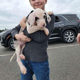 Great Dane Puppies from Phoenix Family Danes