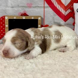 Boy one - Chocolate and cream male Dachshund puppy in Lakeland, Florida from Ruthie’s Rich Mini Dachshunds