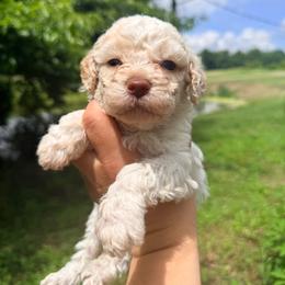 Alani-Girl 1 - Purple collar - Orange female Lagotto Romagnolo puppy in Ashland, Ohio from SS Australian Shepherds