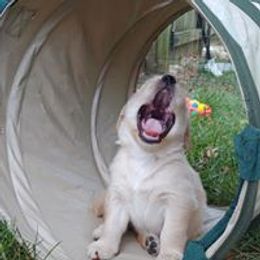 Golden Retriever Puppies from True Magic Goldens