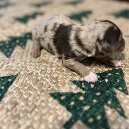 Cocoa Noel - Red merle female Aussiedoodle puppy in Yellville, Arkansas from Ozark Mountain Doodles & Pugs