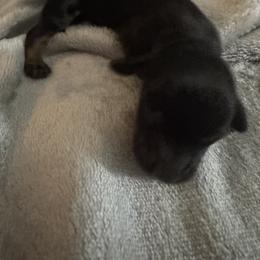 Dachshund Puppies from Dachshund Dad