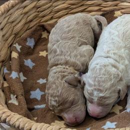 Girl 2 - Apricot female Goldendoodle puppy in Cambridge, Minnesota from Country Meadow Doodles