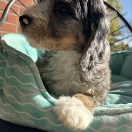 Bianca - Blue merle female Bernedoodle puppy in Forsyth, Illinois from Birdies Mini Bernedoodles