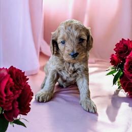 Bingo - Red female Cockapoo puppy in Sparta, Missouri from Sis' Doodles & Poodles
