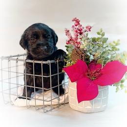 Lucas - Black male Labrador Retriever puppy in Isle, Minnesota from Dog Ear Outfitters
