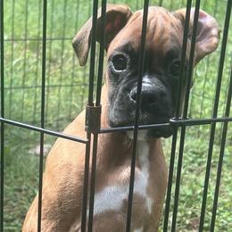 Boxer Puppies from Shaddai Kennels