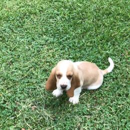 Green - Lemon and white male Basset Hound puppy in Valley, Alabama from Beverly's Bassets