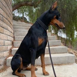 Paris - Doberman Pinscher