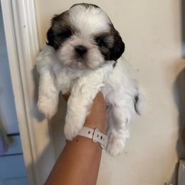 Iris - Tricolor female Shih Tzu puppy in Fresno, California from Jas’ ClassnSass
