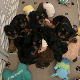 Cavalier King Charles Spaniel Puppies from Pay it Forwood