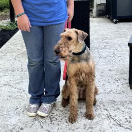 Miniature Schnauzers from Green Family Companion Kennel, LLC