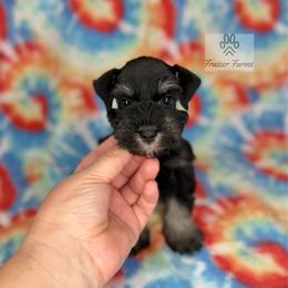 Nash - Black and silver male Miniature Schnauzer puppy in Happyland, Oklahoma from Fraizer Farms