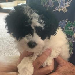 Slate - Parti male Poodle puppy in Haddam, Kansas from Golden B Acres